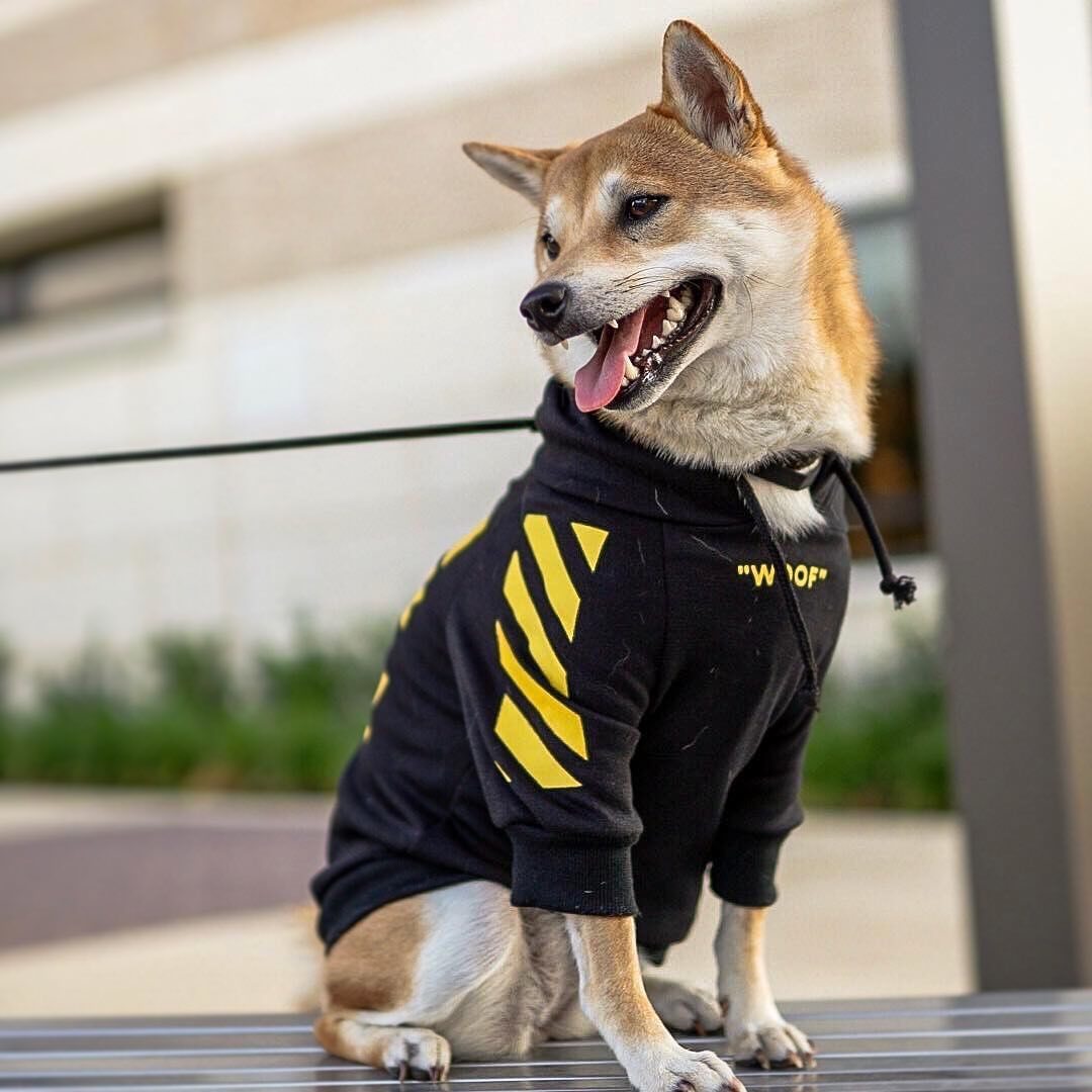 Suéter Deportivo de Rayas para Perros – Estilo Urbano, Cómodo y Divertido