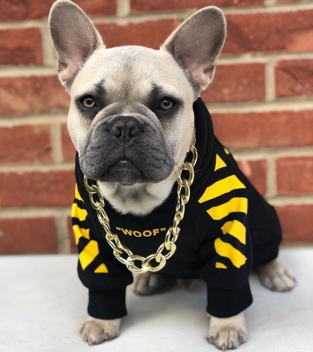 Suéter Deportivo de Rayas para Perros – Estilo Urbano, Cómodo y Divertido