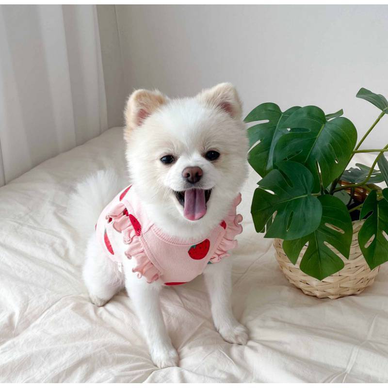 Sudadera con Estampado de Fresas para Perros Pequeños – Fresca, Suave y Dulce Como Ellos