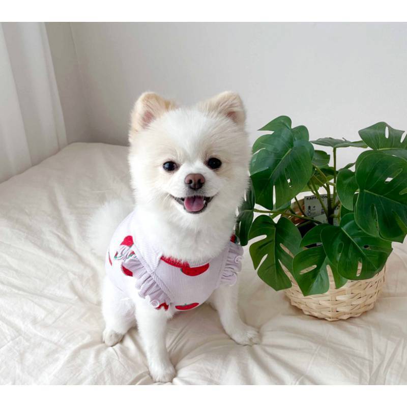 Sudadera con Estampado de Fresas para Perros Pequeños – Fresca, Suave y Dulce Como Ellos