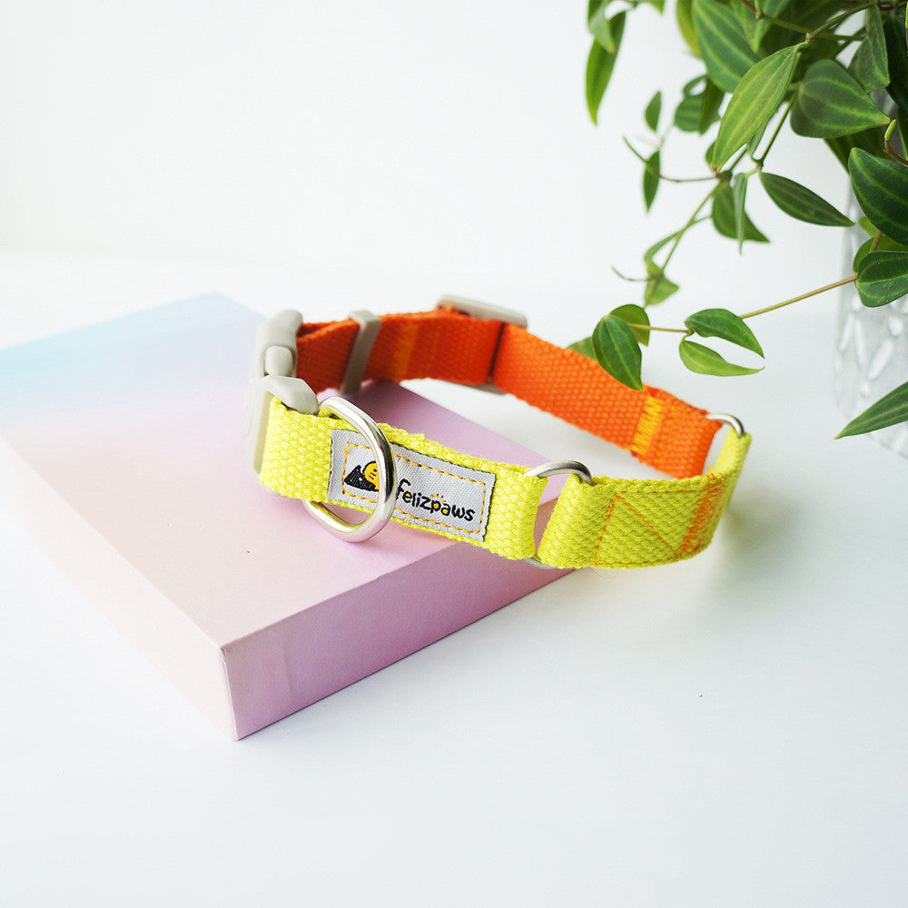 Collar de Color Vibrante Estilo “Hit Color” para Perros – Divertido, Ajustable y Seguro