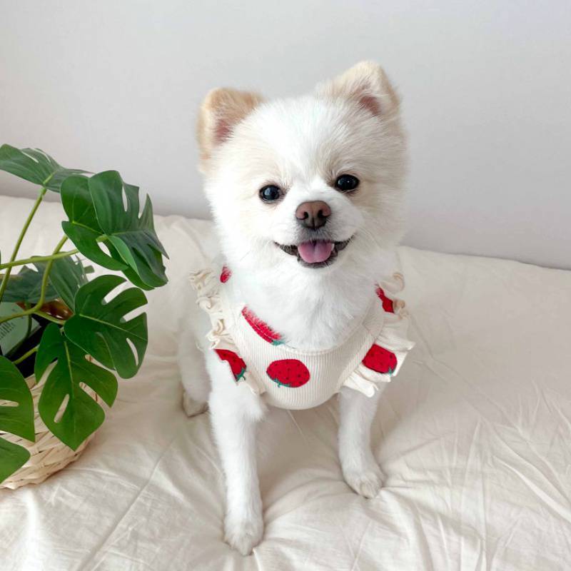 Sudadera con Estampado de Fresas para Perros Pequeños – Fresca, Suave y Dulce Como Ellos